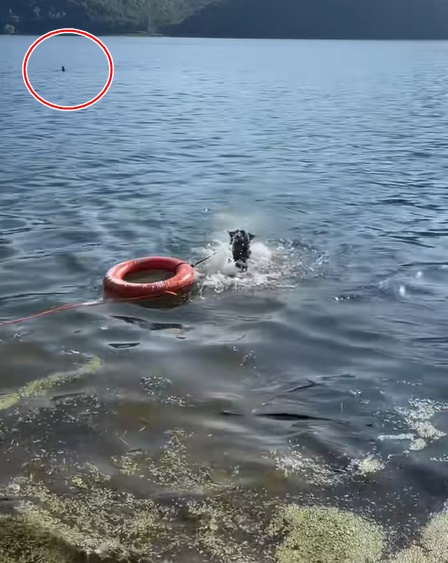 สุนัขตำรวจ สุนัขตำรวจ