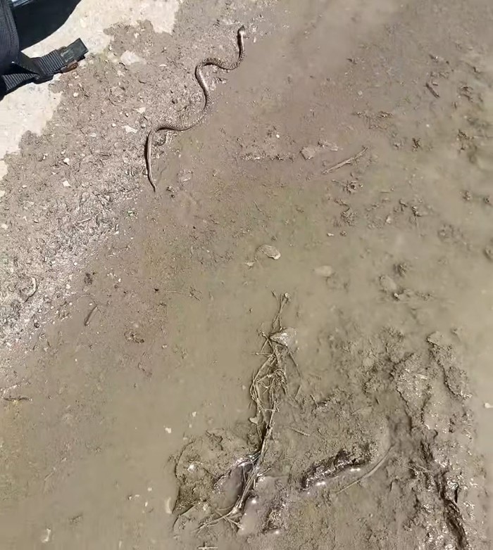 งูในหมวกกันน็อก งูในหมวกกันน็อก