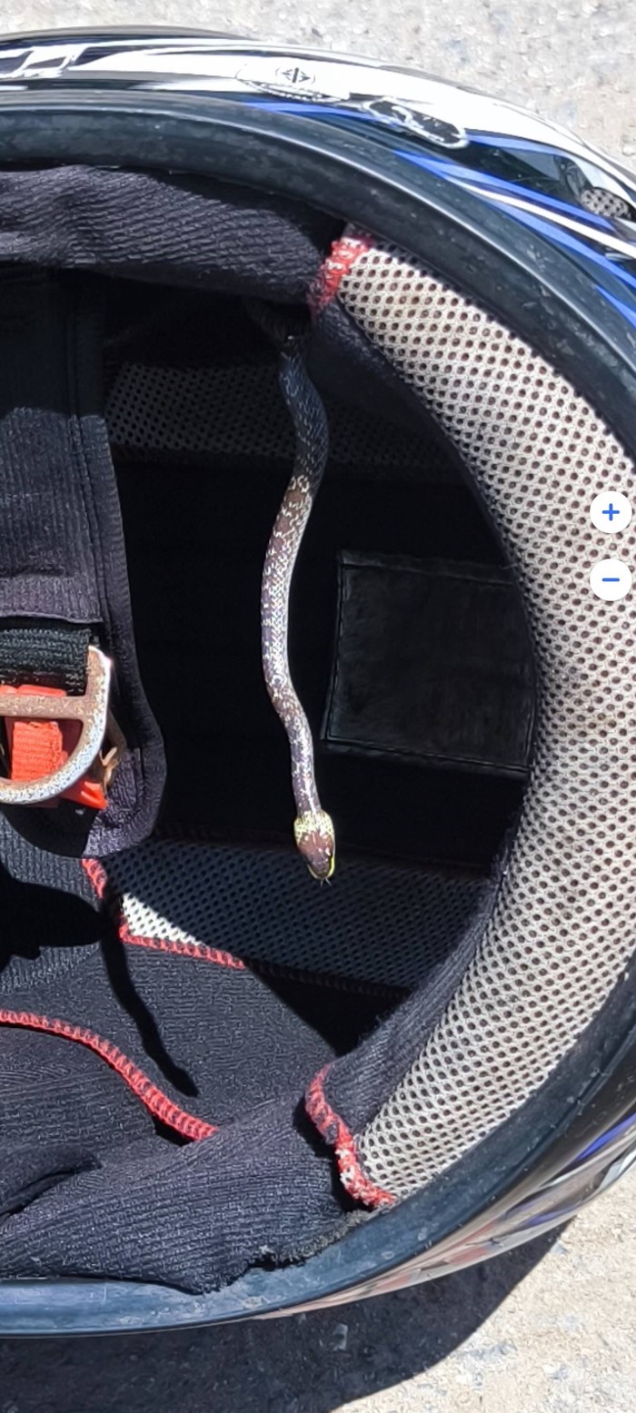 งูในหมวกกันน็อก งูในหมวกกันน็อก