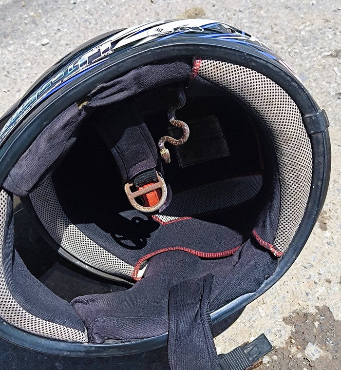 งูในหมวกกันน็อก งูในหมวกกันน็อก