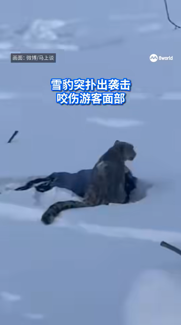 สาวเห็นเสือดาวหิมะโผล่ สาวเห็นเสือดาวหิมะโผล่