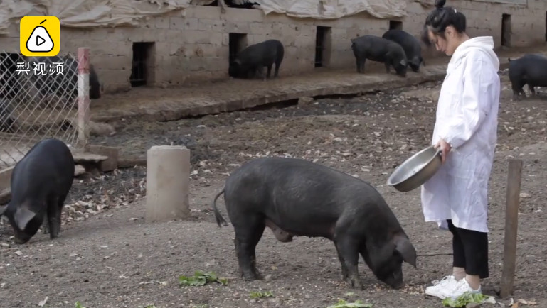 คนเลี้ยงหมู คนเลี้ยงหมู