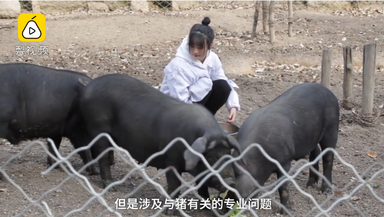 คนเลี้ยงหมู คนเลี้ยงหมู