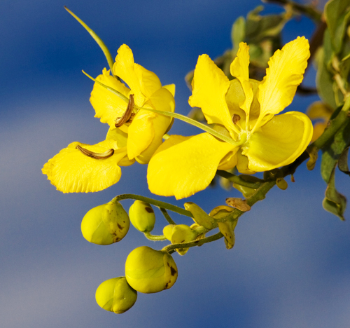 ดอกราชพฤกษ์ ดอกไม้ประจำชาติไทย ดอกราชพฤกษ์ ดอกไม้ประจำชาติไทย