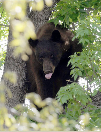 หมีสีน้ำตาล