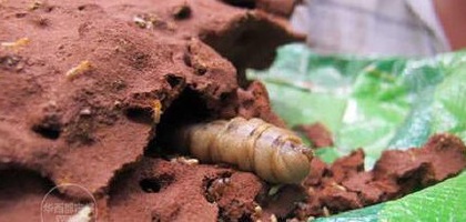 อภิมหาราชินีปลวก อภิมหาราชินีปลวก