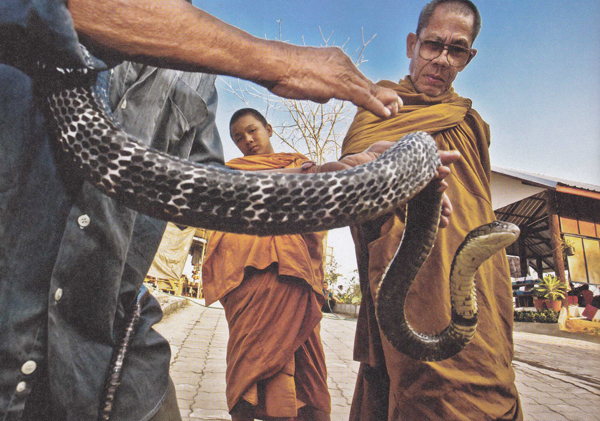 วิถีนักชกงู ชีวิตบนเส้นด้าย