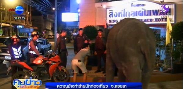 ควาญช้าง ใช้ตะขอทำร้ายนักท่องเที่ยวสงขลา ควาญช้าง ใช้ตะขอทำร้ายนักท่องเที่ยวสงขลา