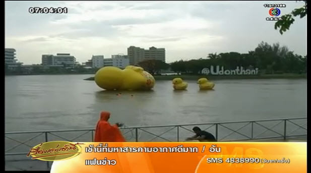 เป็ดเหลืองยักษ์ เป็ดเหลืองยักษ์