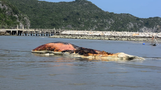 วาฬบรูด้า วาฬบรูด้า