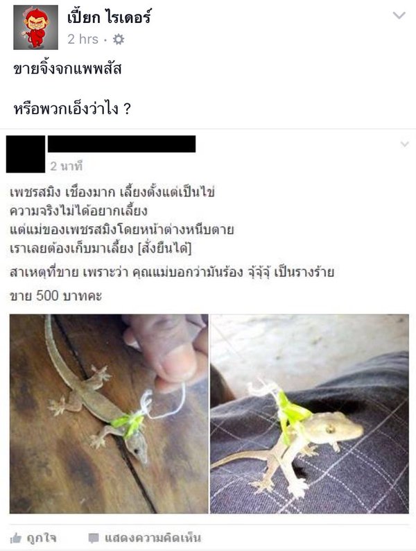 เก็บจิ้งจกกำพร้ามาเลี้ยงตั้งแต่ยังเป็นไข่ เก็บจิ้งจกกำพร้ามาเลี้ยงตั้งแต่ยังเป็นไข่