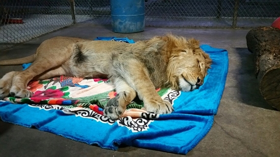 สิงโตขี้เล่น สิงโตขี้เล่น