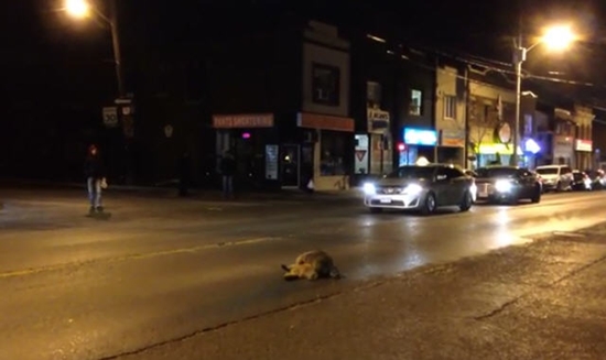 แรคคูน แรคคูน