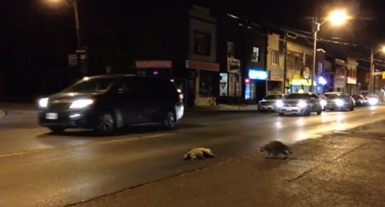 แรคคูน แรคคูน