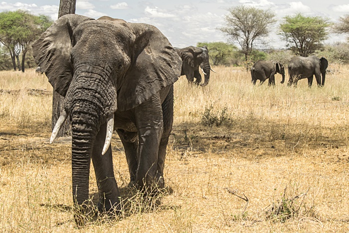 ช้าง ช้าง