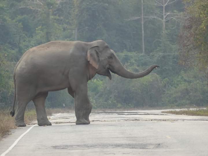 ช้างป่า ช้างป่า