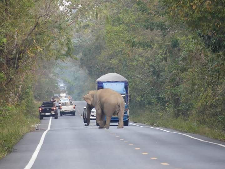 ช้างป่า ช้างป่า