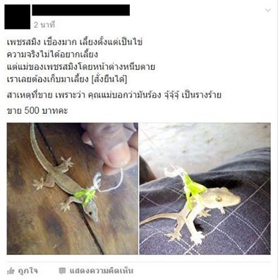 เก็บจิ้งจกกำพร้ามาเลี้ยงตั้งแต่ยังเป็นไข่ เก็บจิ้งจกกำพร้ามาเลี้ยงตั้งแต่ยังเป็นไข่