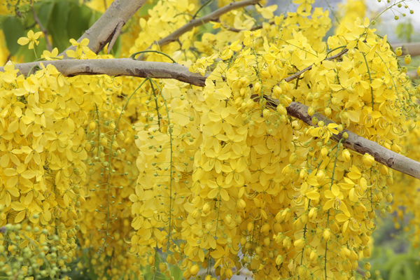 ดอกราชพฤกษ์ ดอกไม้ประจำชาติไทย ดอกราชพฤกษ์ ดอกไม้ประจำชาติไทย