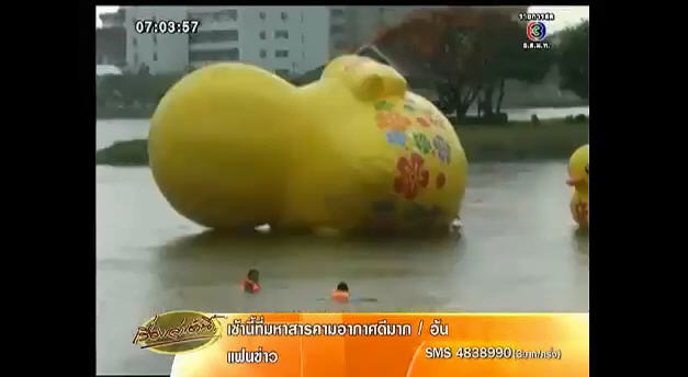 เป็ดเหลืองยักษ์ เป็ดเหลืองยักษ์