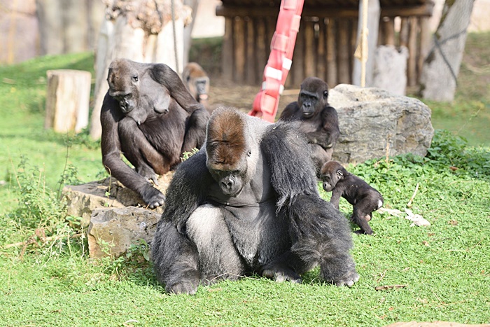 จนท. จำใจยิงกอริลลาทิ้ง จนท. จำใจยิงกอริลลาทิ้ง