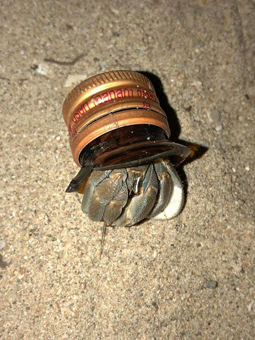 ปูเสฉวน ปูเสฉวน