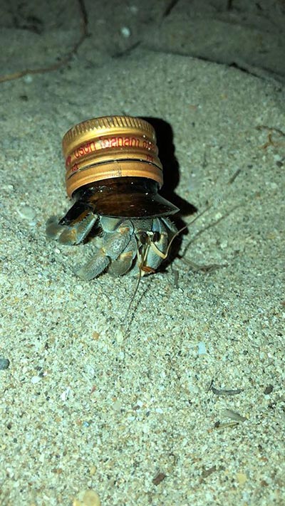 ปูเสฉวน ปูเสฉวน