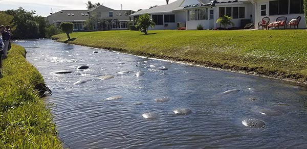 พะยูนแมนนาที พะยูนแมนนาที