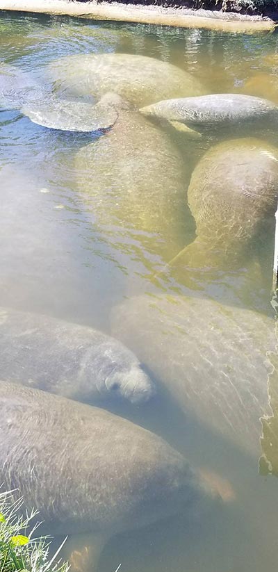 พะยูนแมนนาที พะยูนแมนนาที