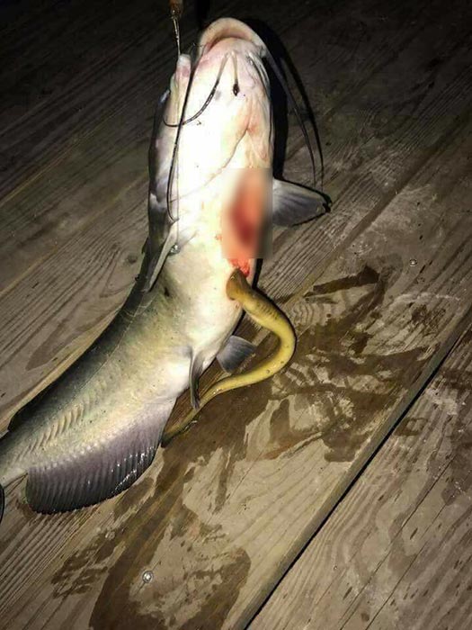 ปลาดูดเลือด ปลาดูดเลือด