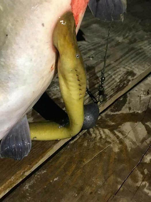 ปลาดูดเลือด ปลาดูดเลือด