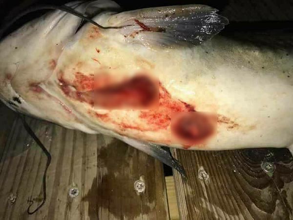 ปลาดูดเลือด ปลาดูดเลือด