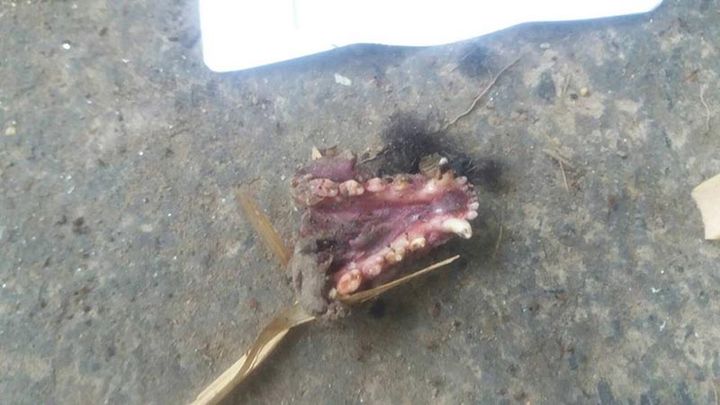 ฆ่าหมีขอ ฆ่าหมีขอ