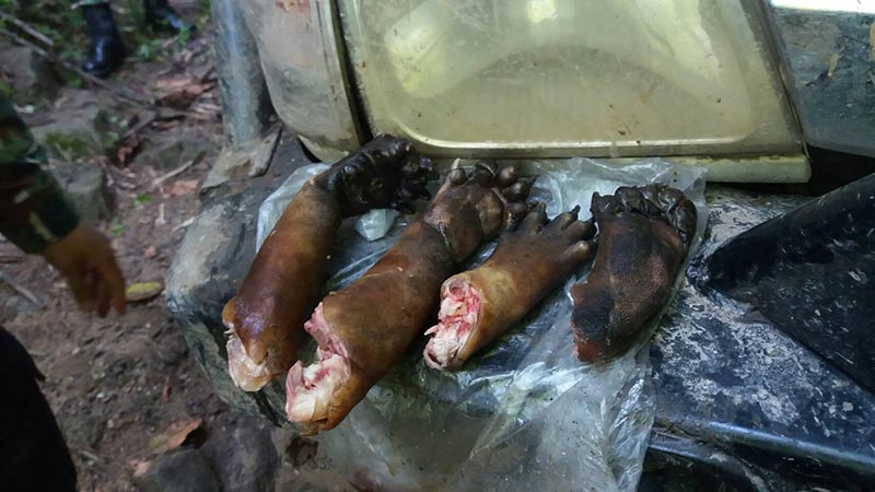 ฆ่าหมีขอ ฆ่าหมีขอ