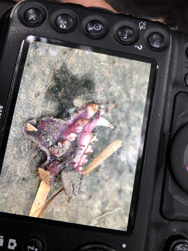 ฆ่าหมีขอ ฆ่าหมีขอ