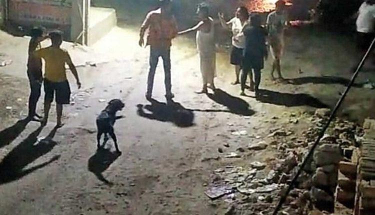 ขับรถชนหมา ขับรถชนหมา