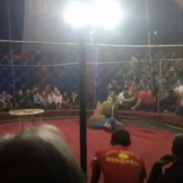 สิงโตทำร้ายคน สิงโตทำร้ายคน