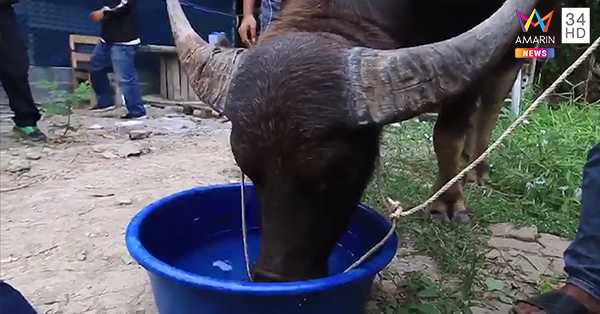 ควายยิ้ม ควายยิ้ม