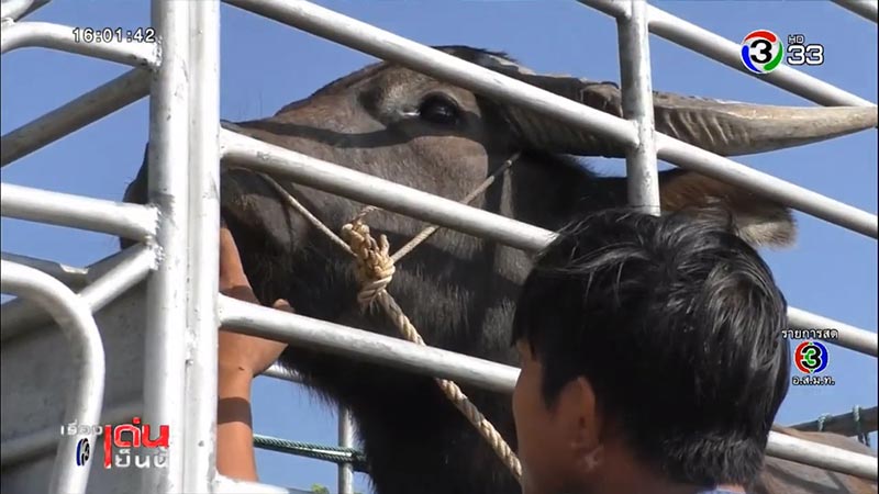 ควายยิ้ม ควายยิ้ม