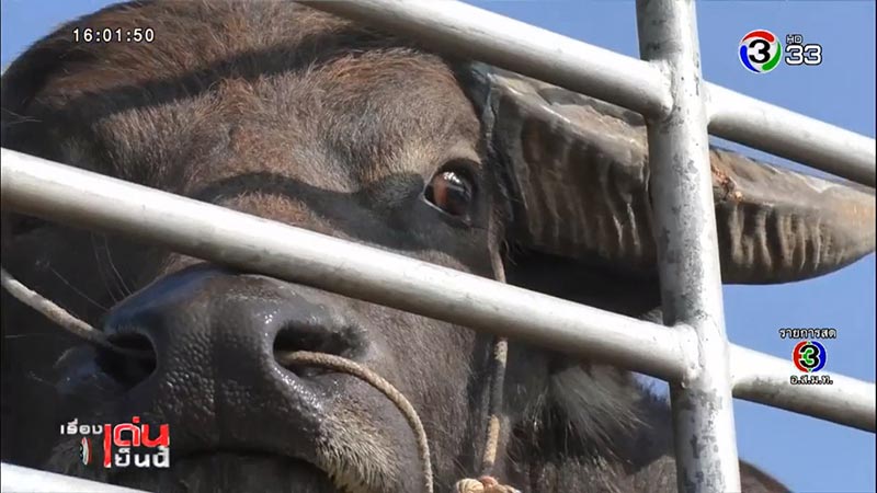 ควายยิ้ม ควายยิ้ม