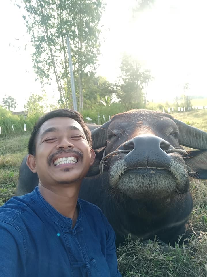 ควายยิ้ม ควายยิ้ม