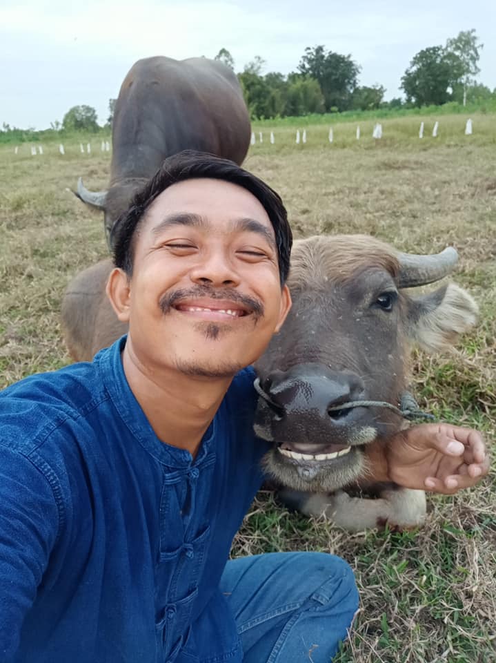 ควายยิ้ม ควายยิ้ม