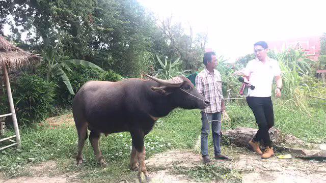 ควายยิ้ม ควายยิ้ม