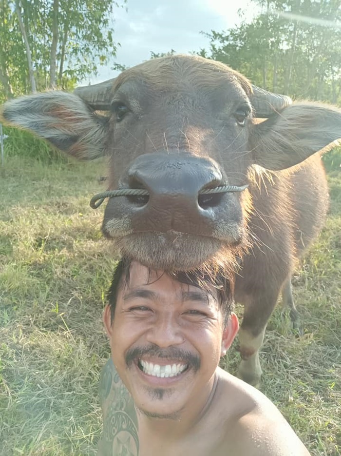 ควายยิ้ม ควายยิ้ม