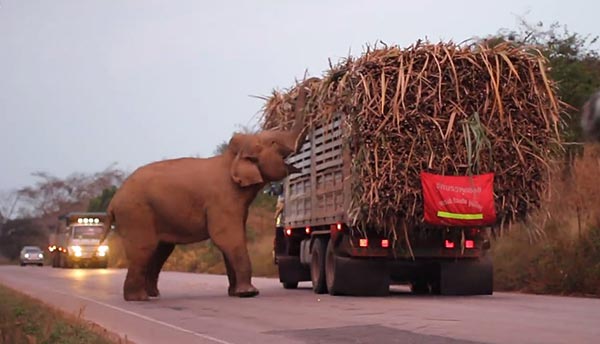 ช้างสีดอ ช้างสีดอ