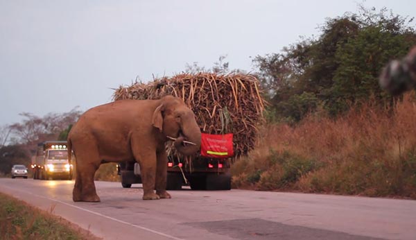 ช้างสีดอ ช้างสีดอ
