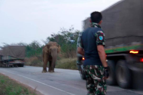ช้างสีดอ ช้างสีดอ