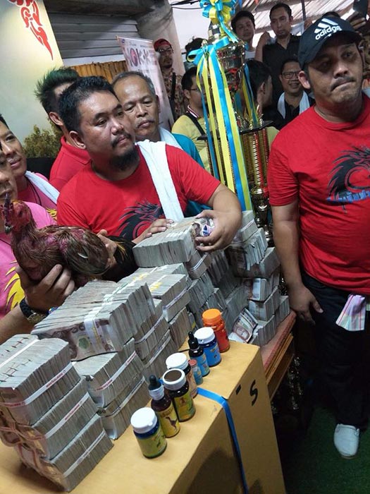 ไก่ชน ไก่ชน