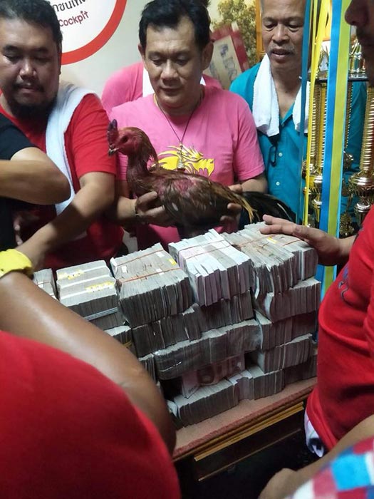 ไก่ชน ไก่ชน