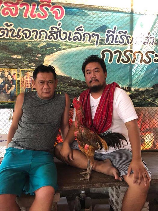 ไก่ชน ไก่ชน